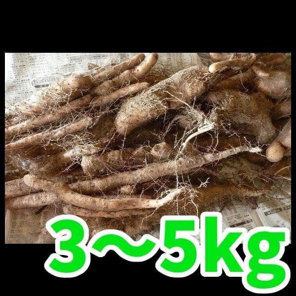 1名様限定　自然薯　短形自然薯　3～5kg　農薬不使用　山芋　ゆうパック発送
