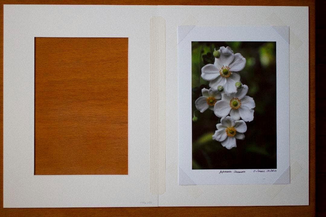【A4サイズ額付】井上治OsamuInoue『Japanese Anemones
