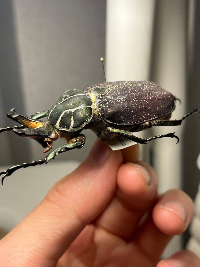 【56mm】インカツノコガネ メキシコ産 昆虫標本 ハナムグリ