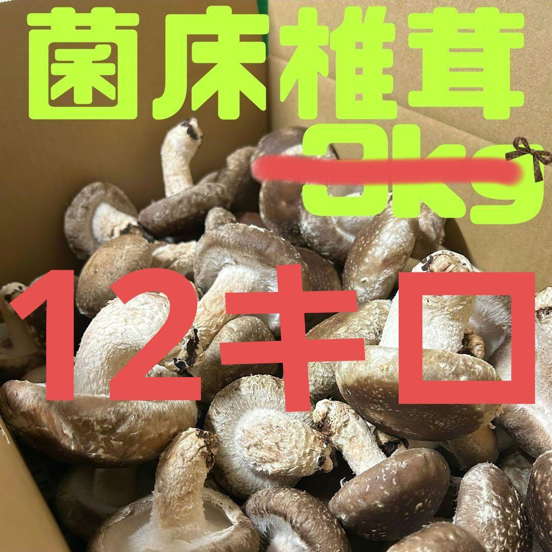 kaka [常温配送]しいたけ12キロ