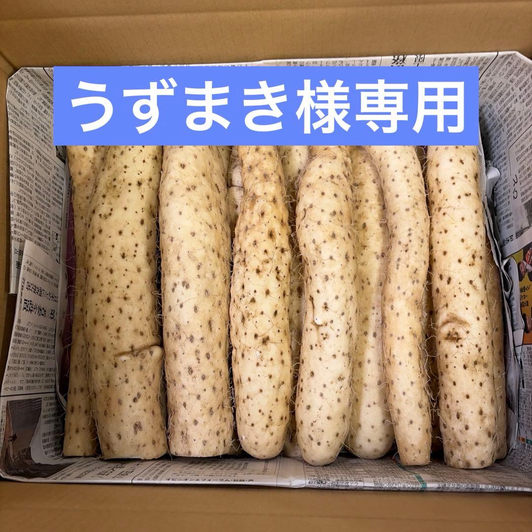 青森県産長芋