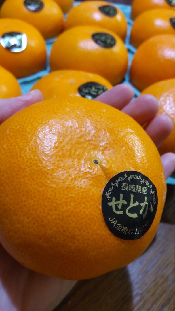 せとか 10玉　2箱セット