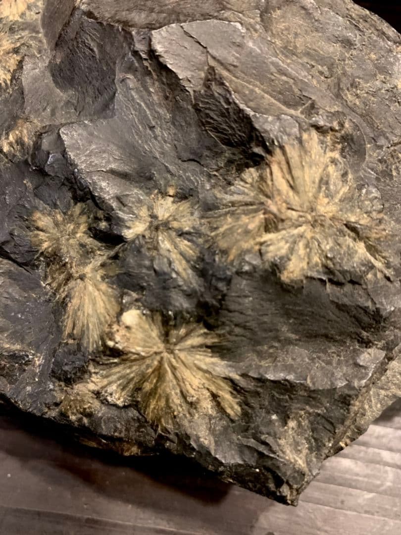 菊花石 鑑賞石