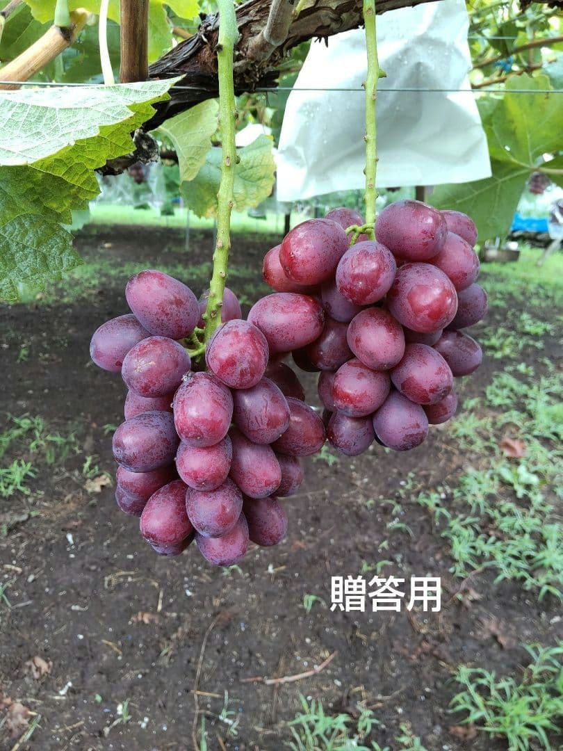【長野県産︎︎⟡限定品】クイーンルージュ2kg