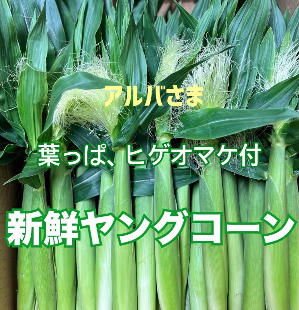 アルバさまヤングコーン