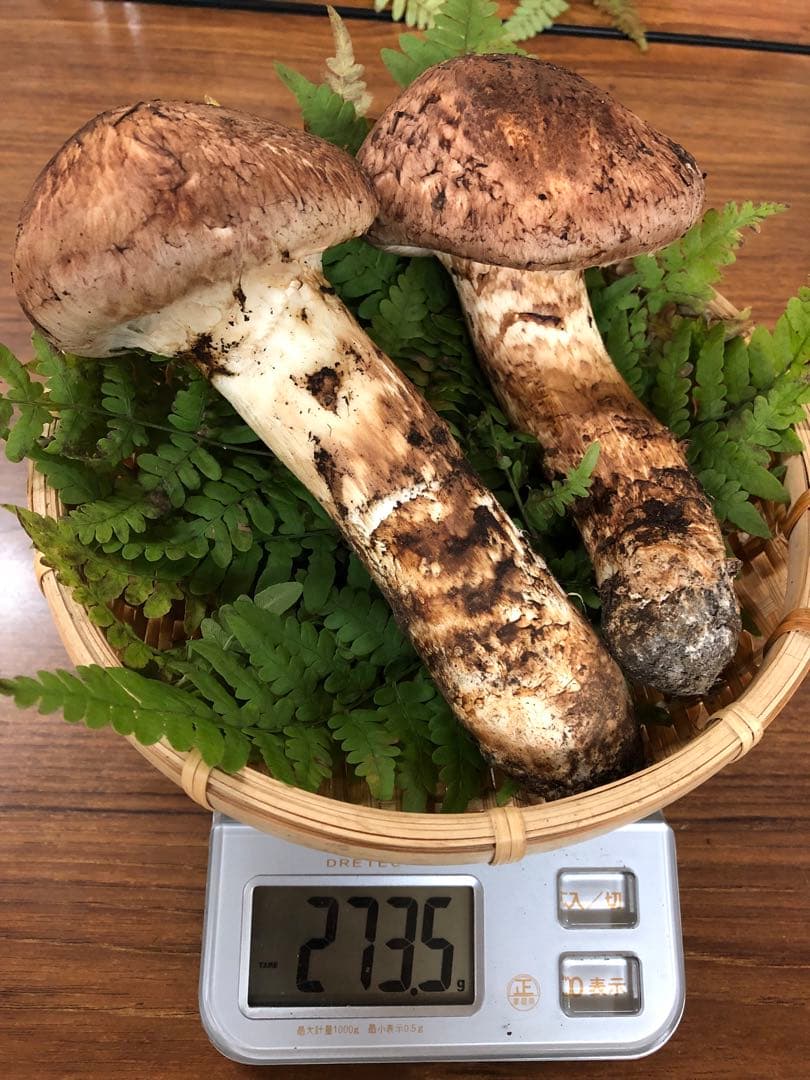 岩手県産　極上天然松茸（273.5g）①