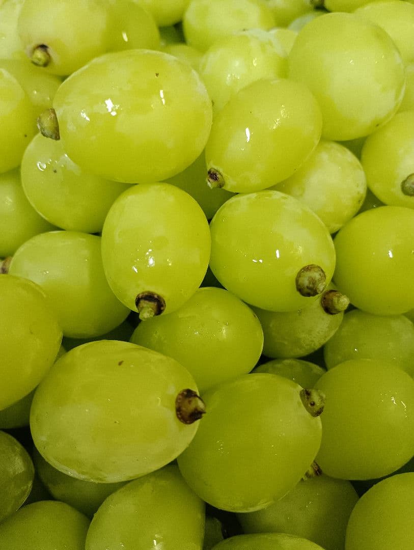 シャインマスカット大粒グリーン多め入り5キロ粒バック入りになります。