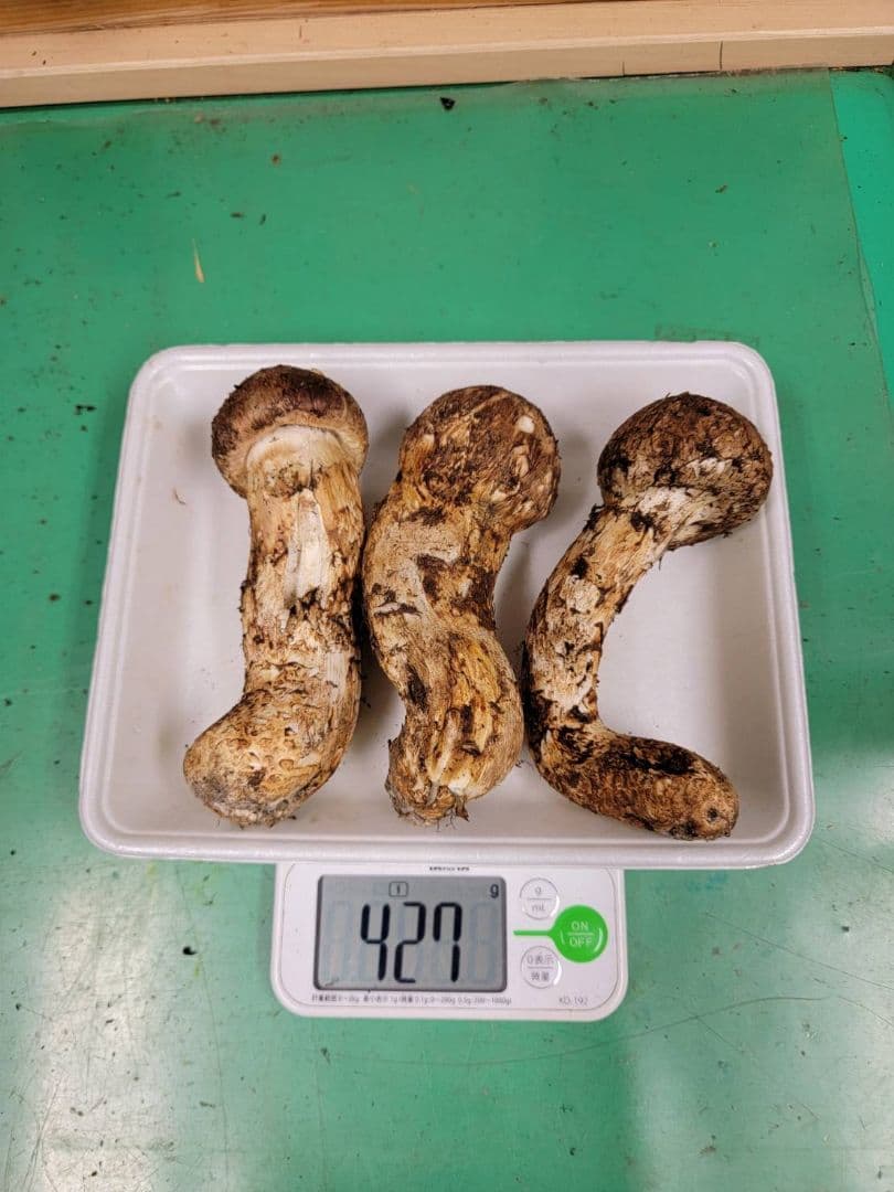 送料込み　岩手県産松茸 427g