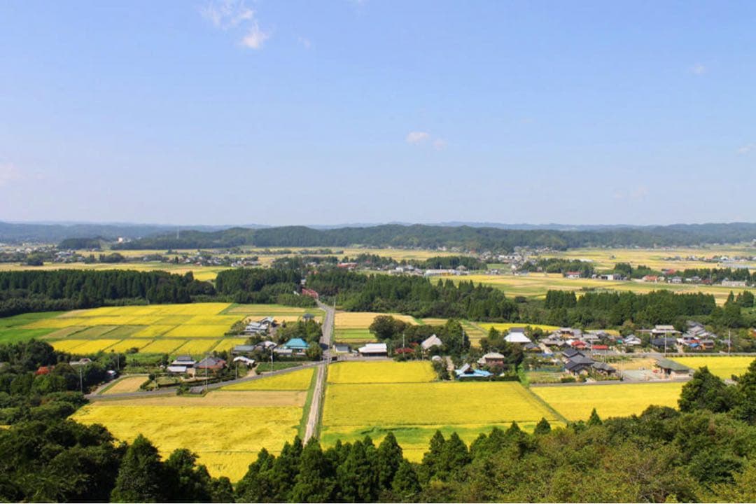 ♡もうすぐ終了♡新米 コシヒカリ 千葉県いすみ市産　10キロ白米⭐︎無洗米