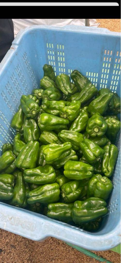 （株）MIRISE FARM※高知県産ピーマン14キロ送料込み