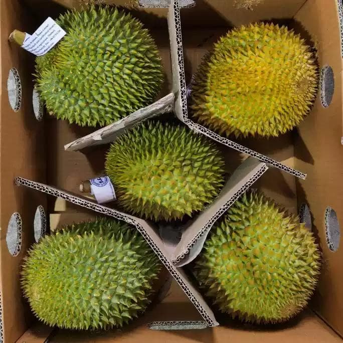 年末特売+即日発送（タイ産ドリアン　泰国榴莲　5玉セット）送料無料+数量限定
