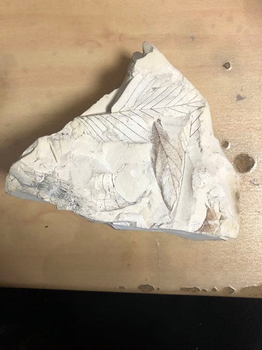 葉の化石