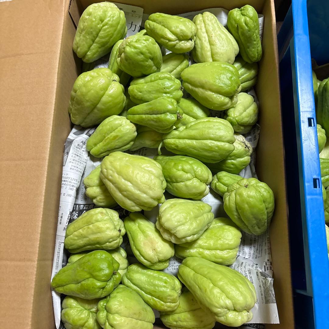 ハヤトウリ　ハヤトウリ約10k 野菜詰め合わせ