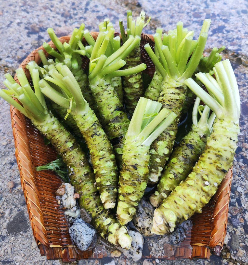 【別注】安曇野産 茎付きわさび 5