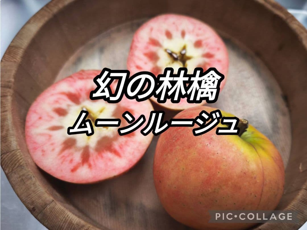 激レア☆超希少【ムーンルージュだけ5キロ】一押しオマケ付き