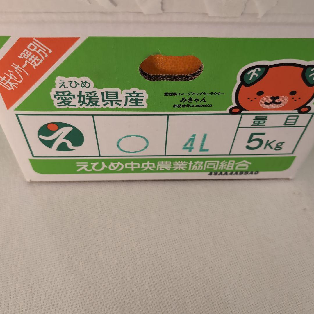 愛媛県産紅まどんな4Lサイズ 約5kg
