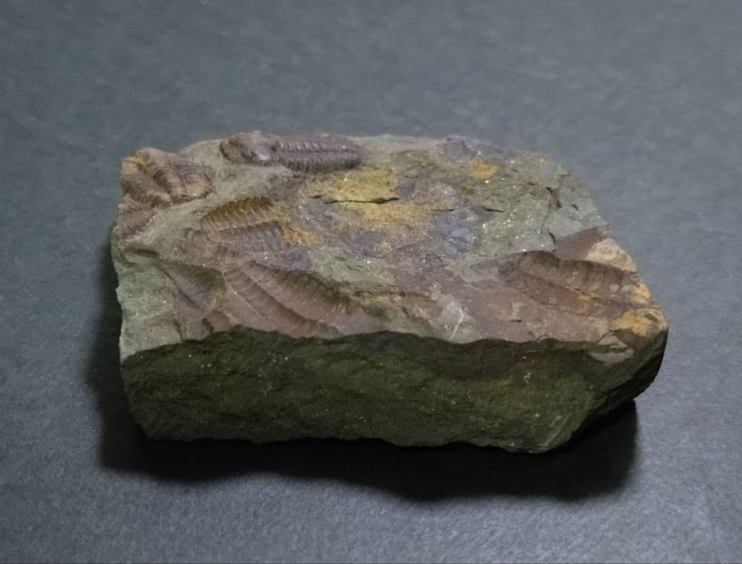 【カンブリア紀】チェツェ産　三葉虫 エリプソセファルス・ホッフィの群集化石