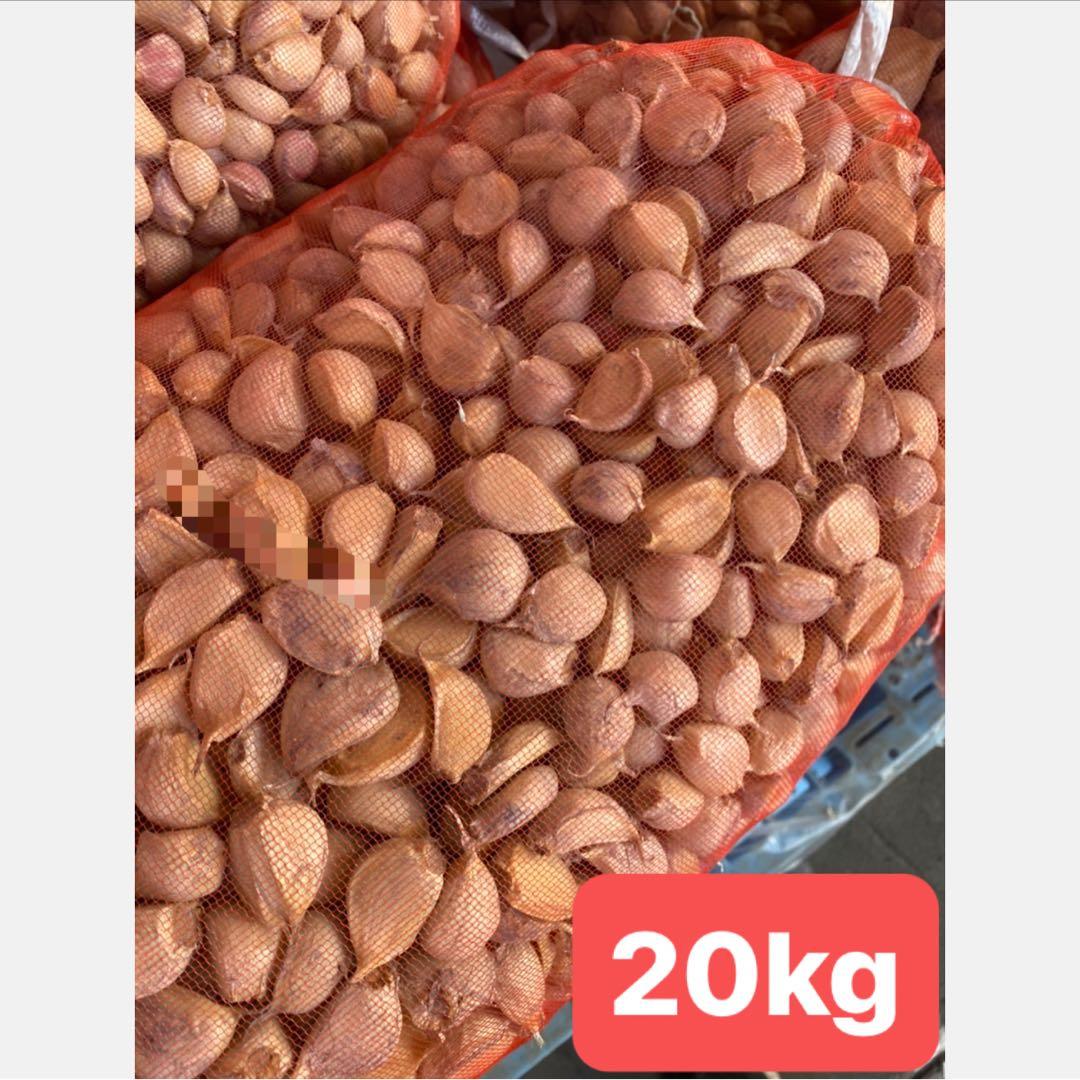 さくお　タネ20kg