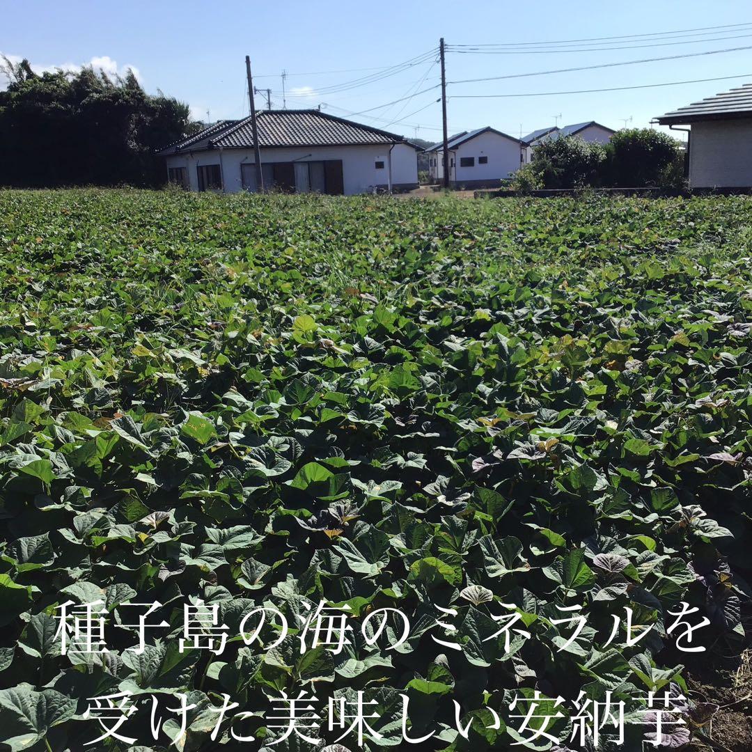 安納芋種子島産　20kg MLサイズ 焼き芋に最適　さつまいもの王道　#安納芋
