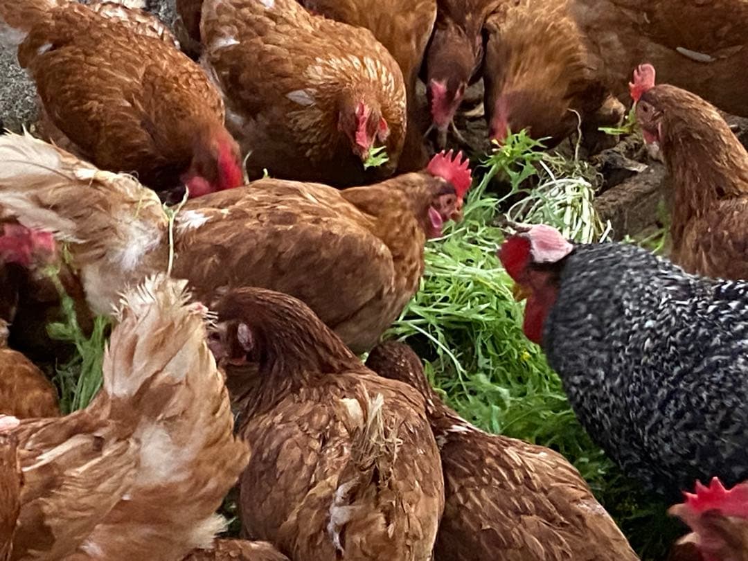 平飼い鶏卵 270個入り 大分県産
