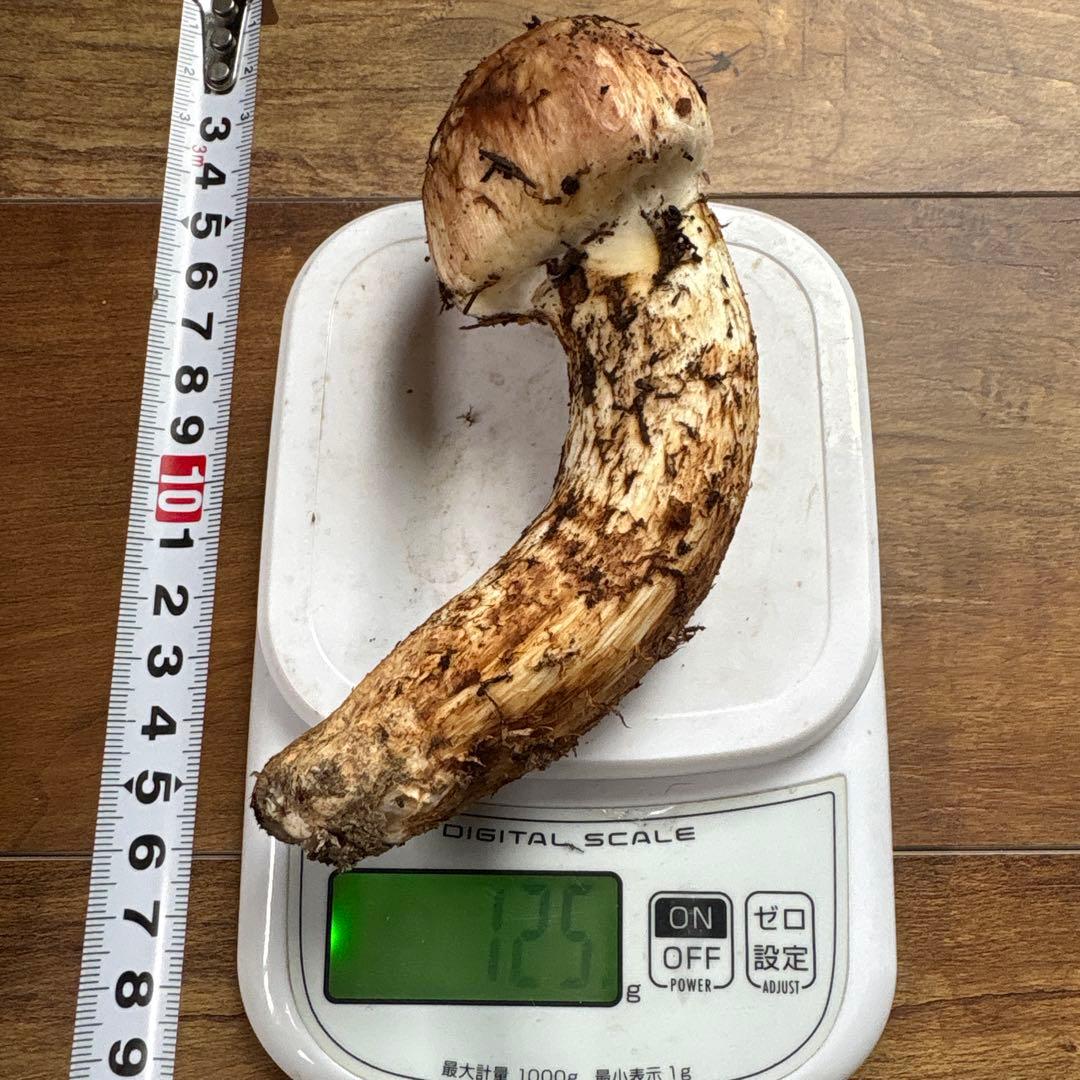 長野県南信州産‼️松茸 極上123g 11/11朝採れ