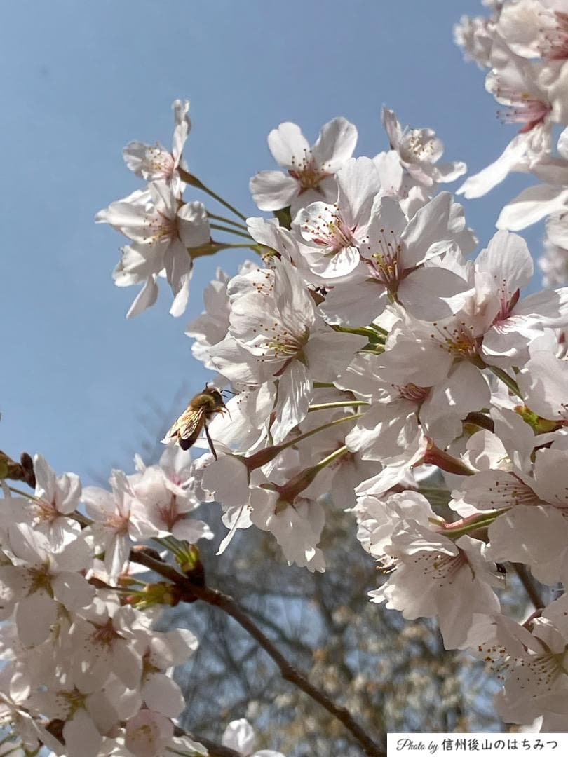 【Haruさま専用】 百花蜜 1000g 3本 長野県産 国産蜂蜜 はちみつ