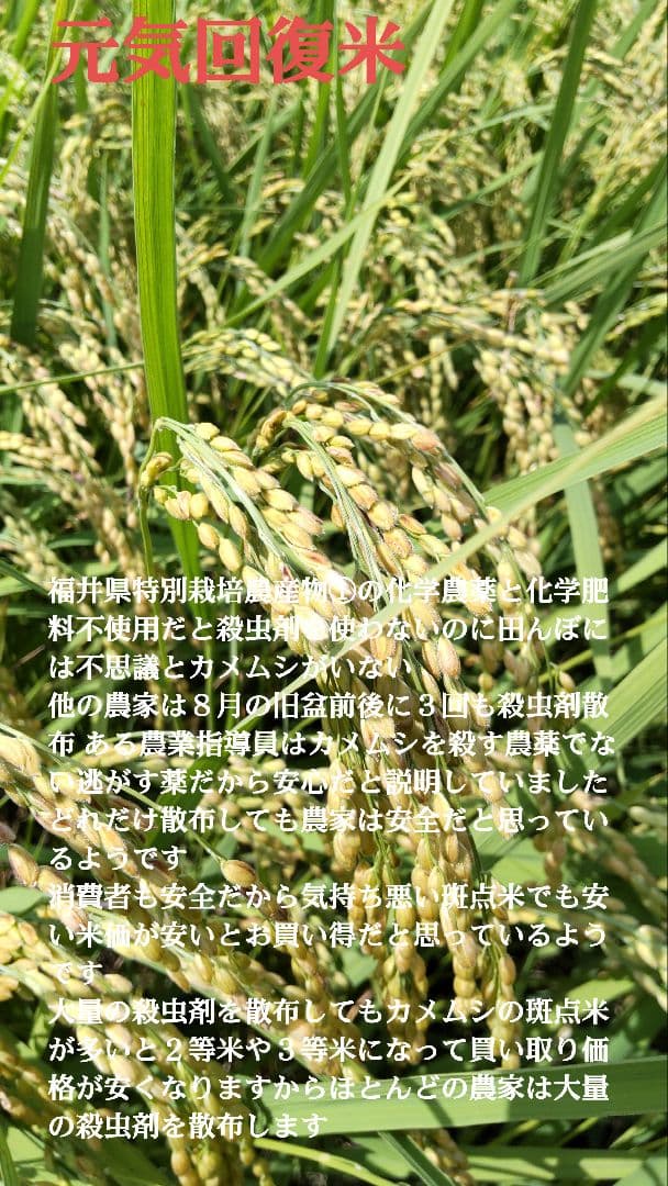 斑点米のカメムシはいない ７年産コシヒカリ玄米10kg 特別栽培① 農薬等不使用