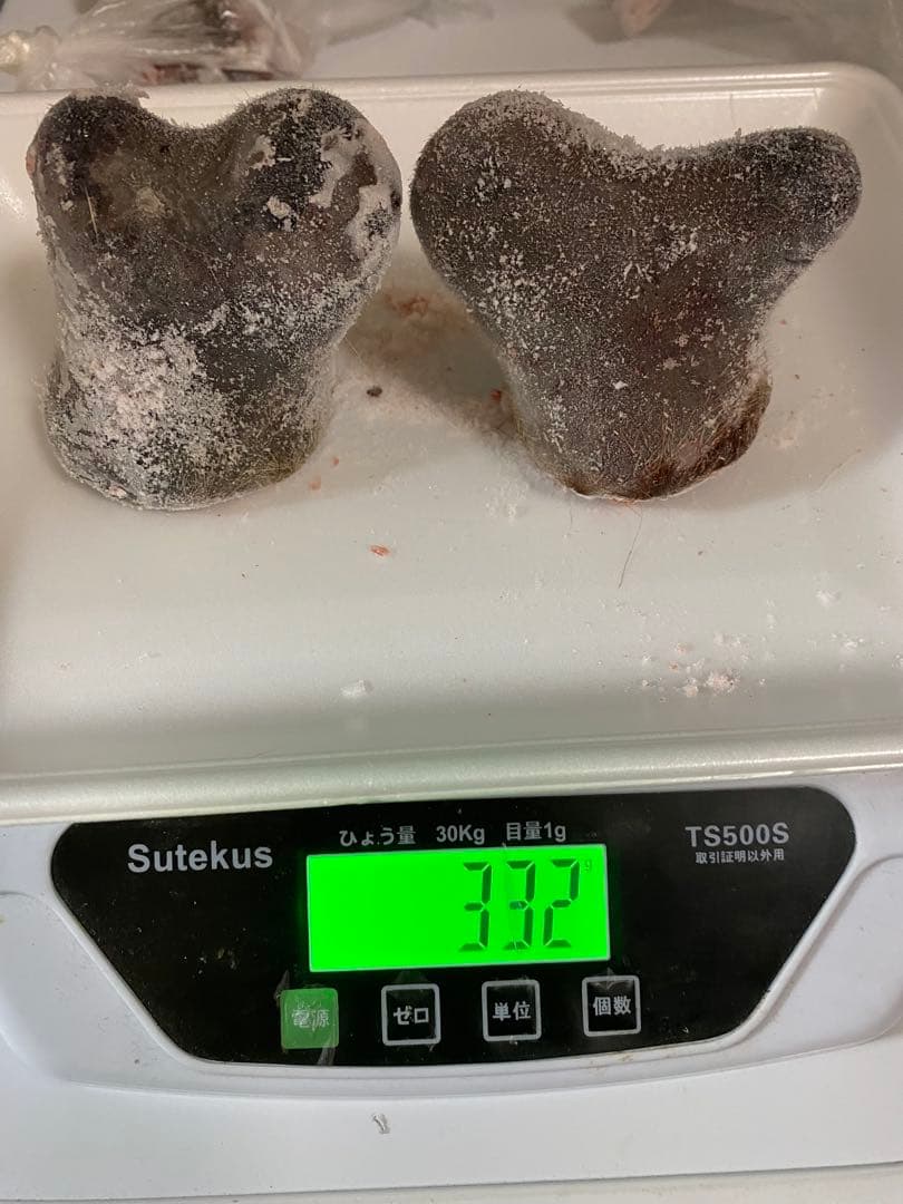 袋角　鹿茸