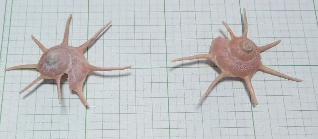 ハリナガリンボウ　蓋つきと蓋なし⑥