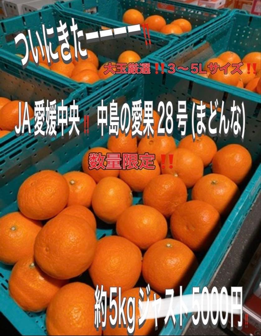 ドリアン臭いさん5箱22000円