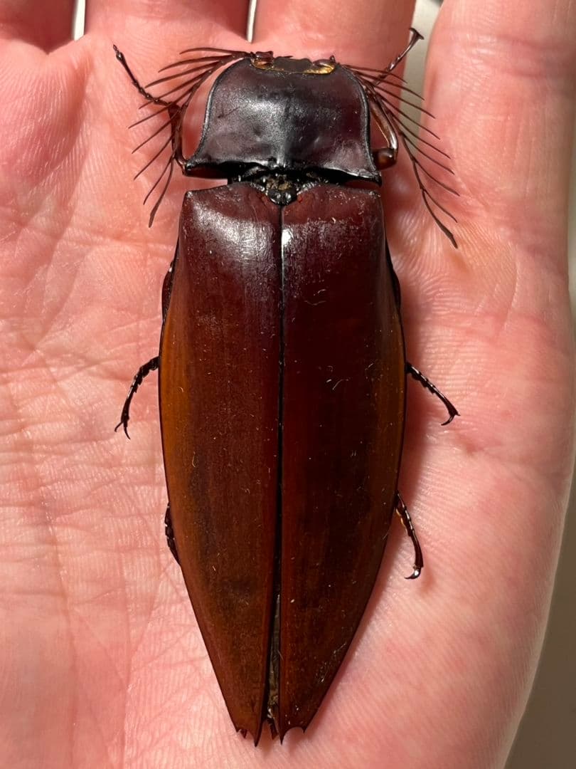 【米搗最大級】Oxynopterus sp.コメツキムシ 69mm ハムシ昆虫標