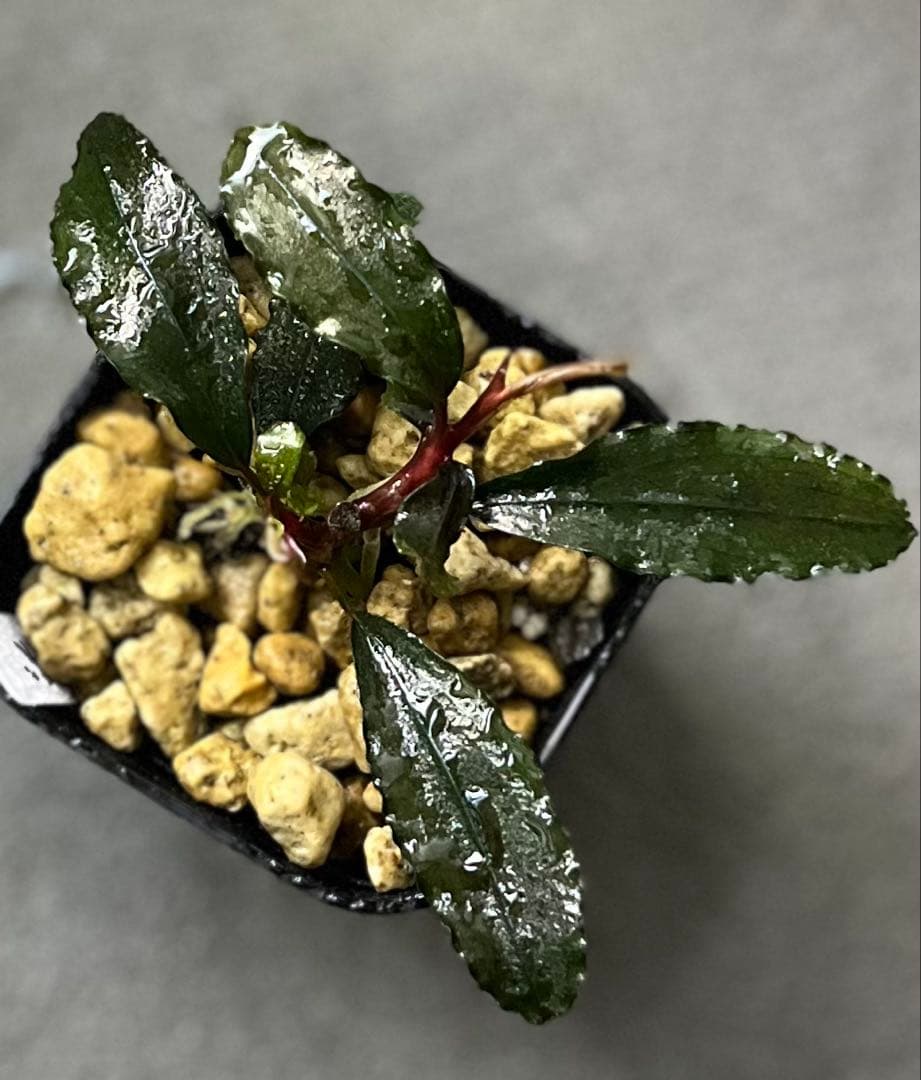 Bucephalandra sp. \