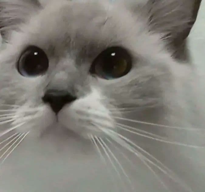 せんよう