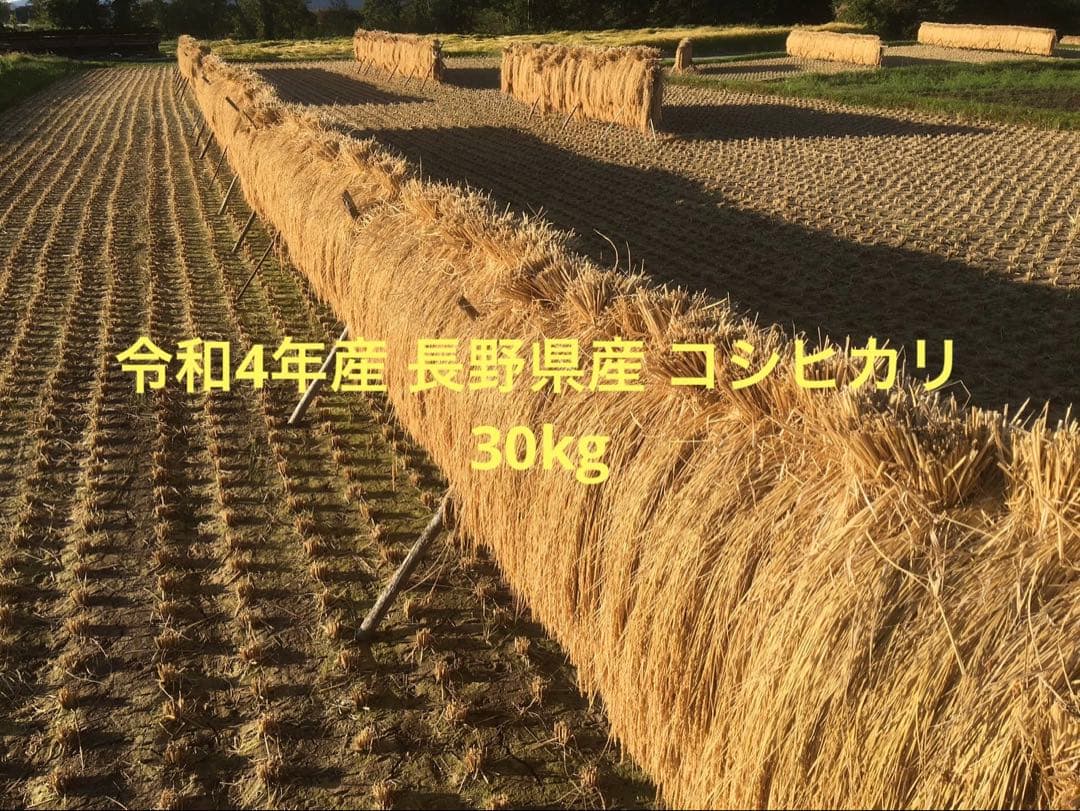 お米 30k ①