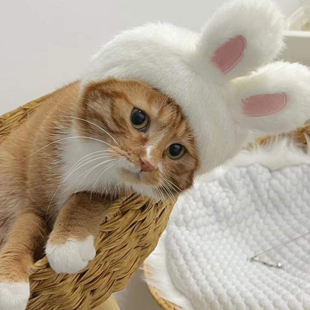猫のおもちゃ