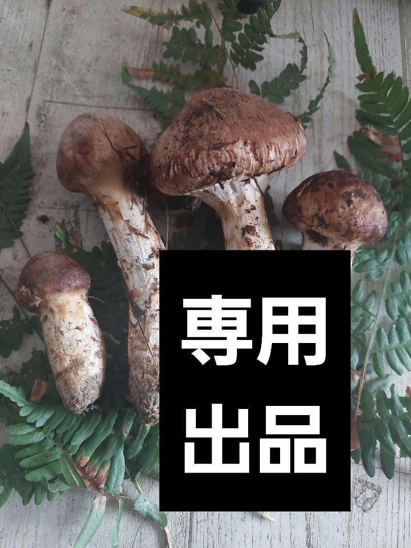 みかん出品