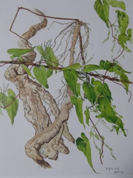 小磯良平、やまのいも、薬用植物画、版上サイン入り、新品額付