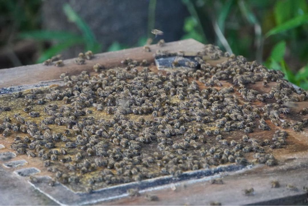 ハチミツ　日本蜜蜂の蜂蜜　奥山の奥のはちみつ　花粉入り結晶化