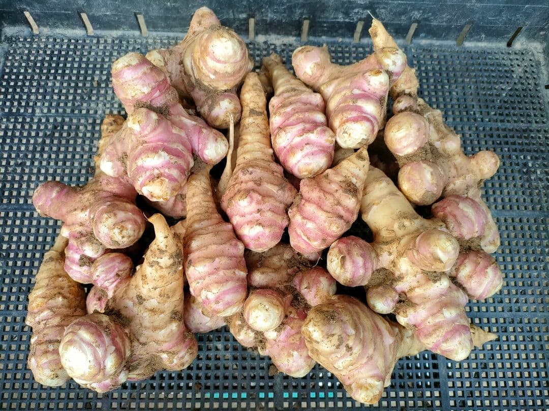 土付きお得な紫菊芋20.0kg（農薬化学肥料不使用)