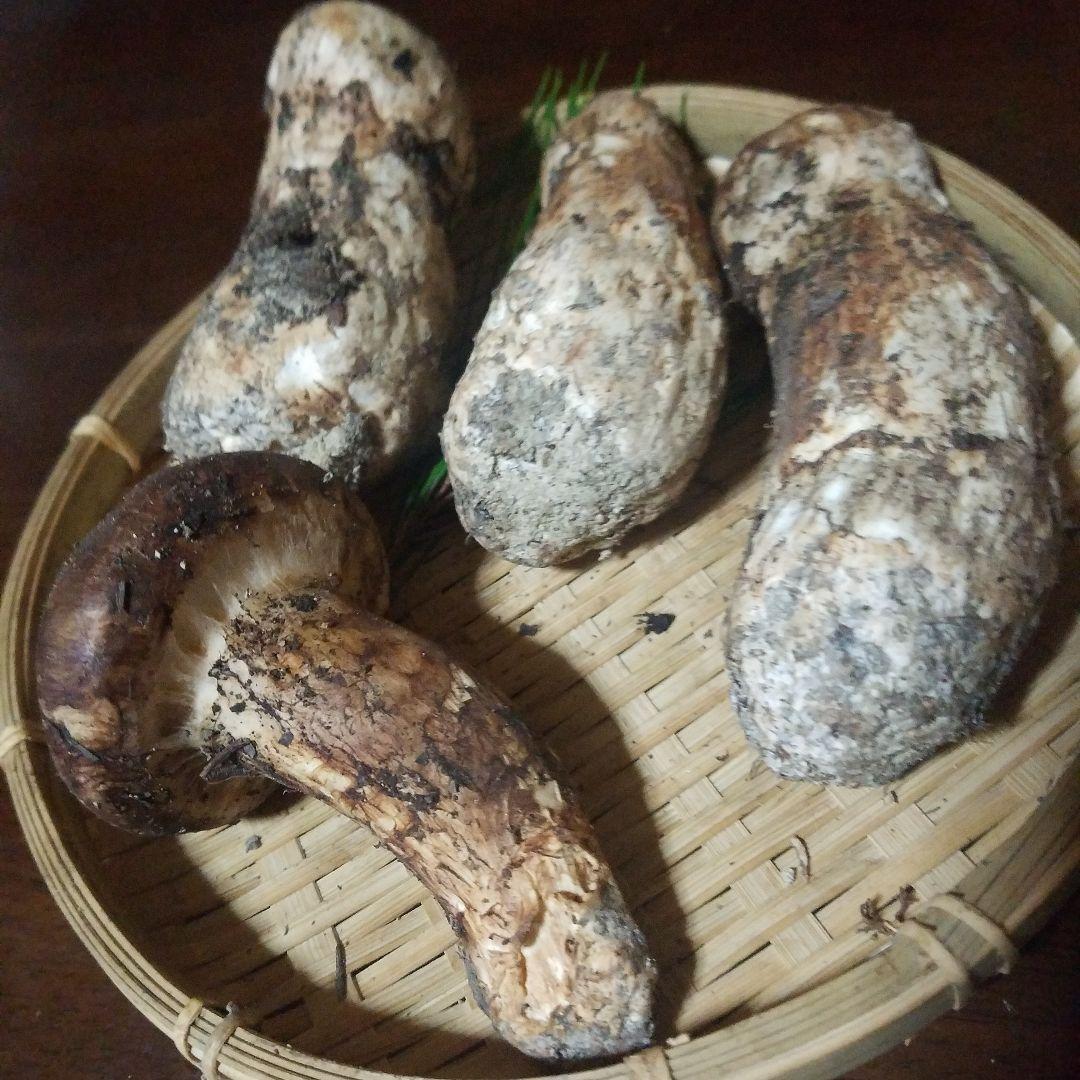 天然松茸228g 国産松茸