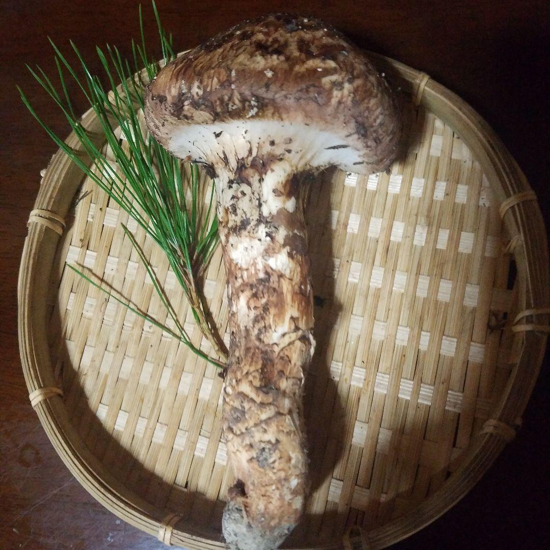 天然松茸108g　国産