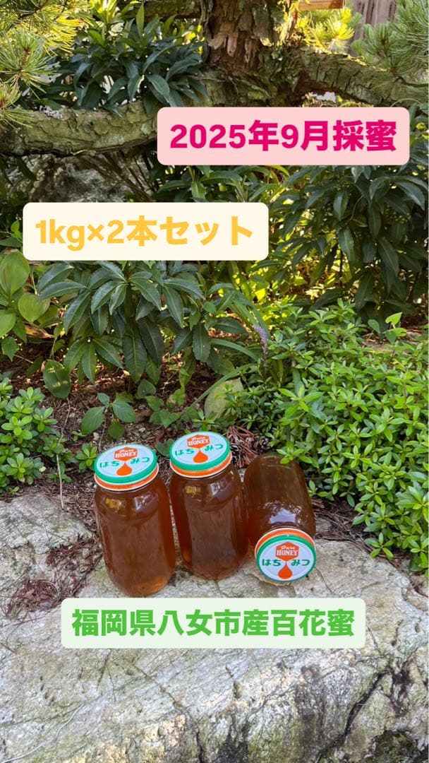 ラスト2kg/日本蜜蜂ハチミツ/百花蜜/1kg×2本/【最終値下げ】