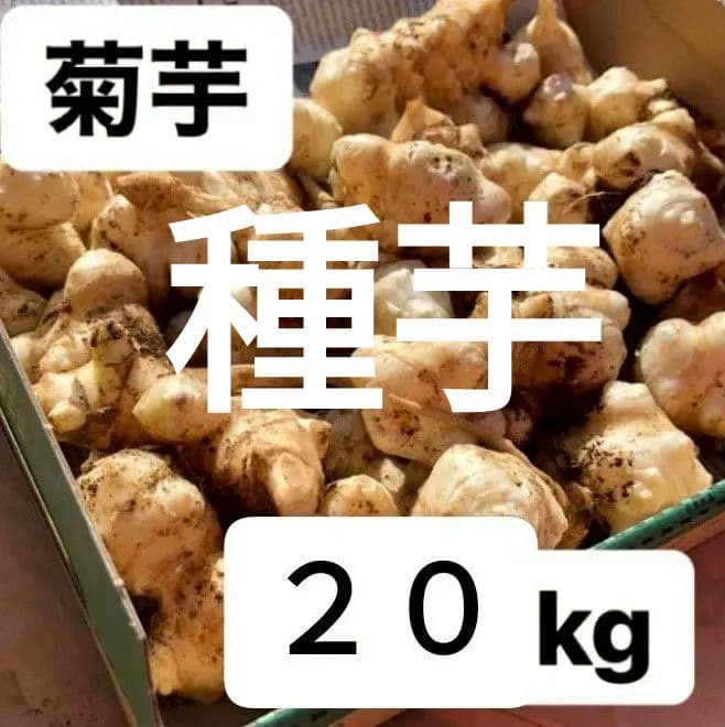 菊芋　20kg