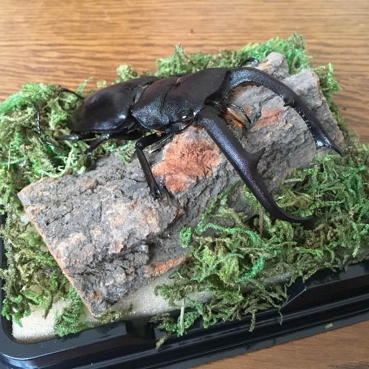 昆虫 標本化