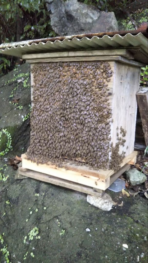 南国土佐の百花蜜　ニホンミツバチ蜂蜜　無添加　無加工　たれ蜜 1200g