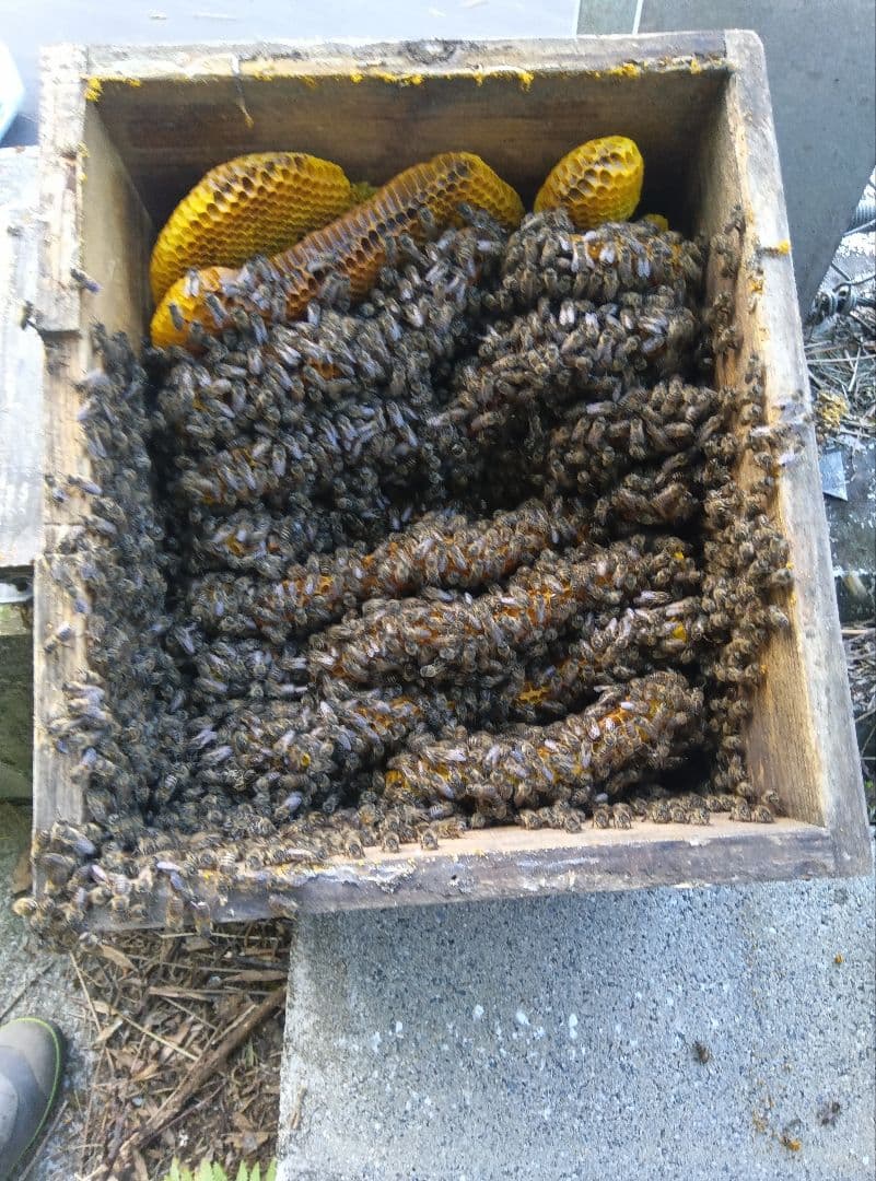 南国土佐の百花蜜　ニホンミツバチ蜂蜜　無添加　無加工　たれ蜜 1200g