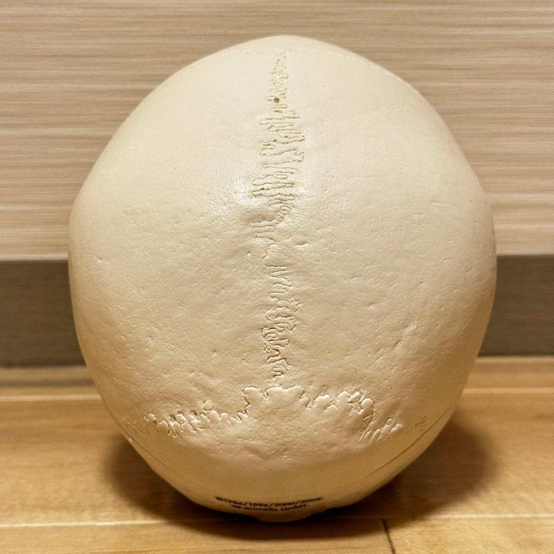 3B Scientific GmbH 頭蓋骨 模型 医学 骨標本
