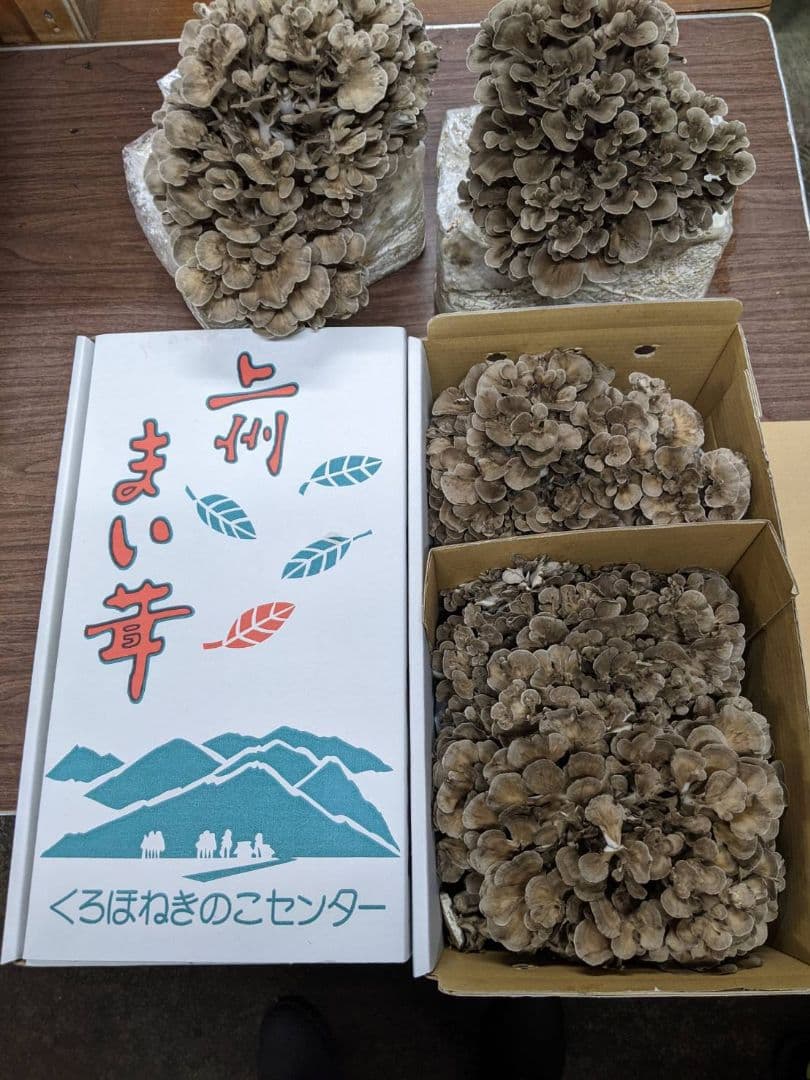 宝もっちもち