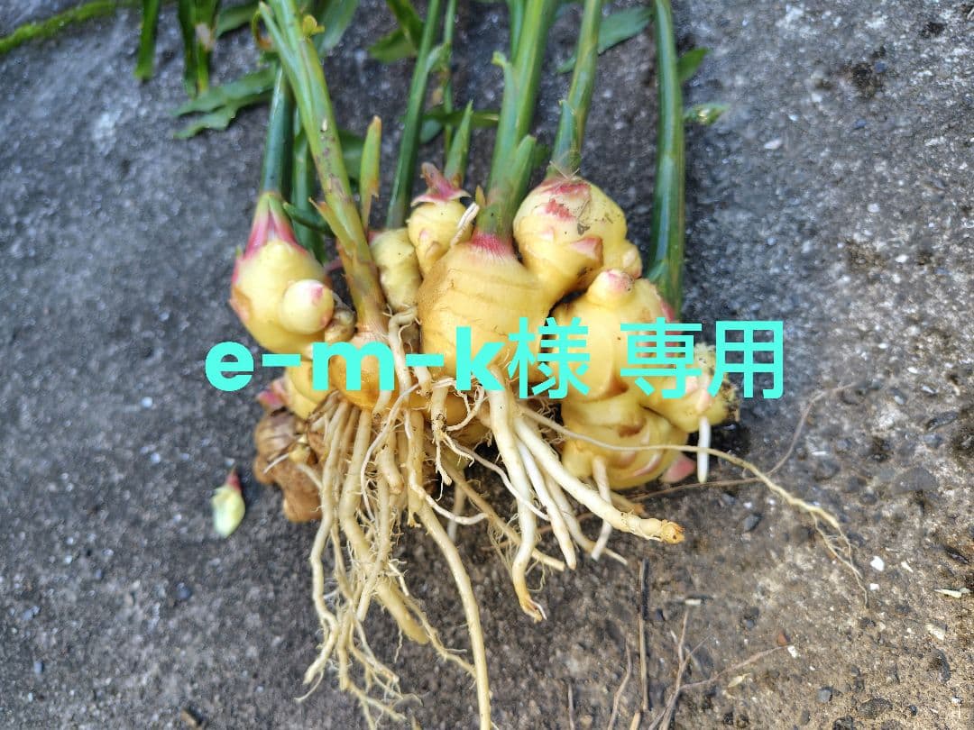 新鮮な生姜