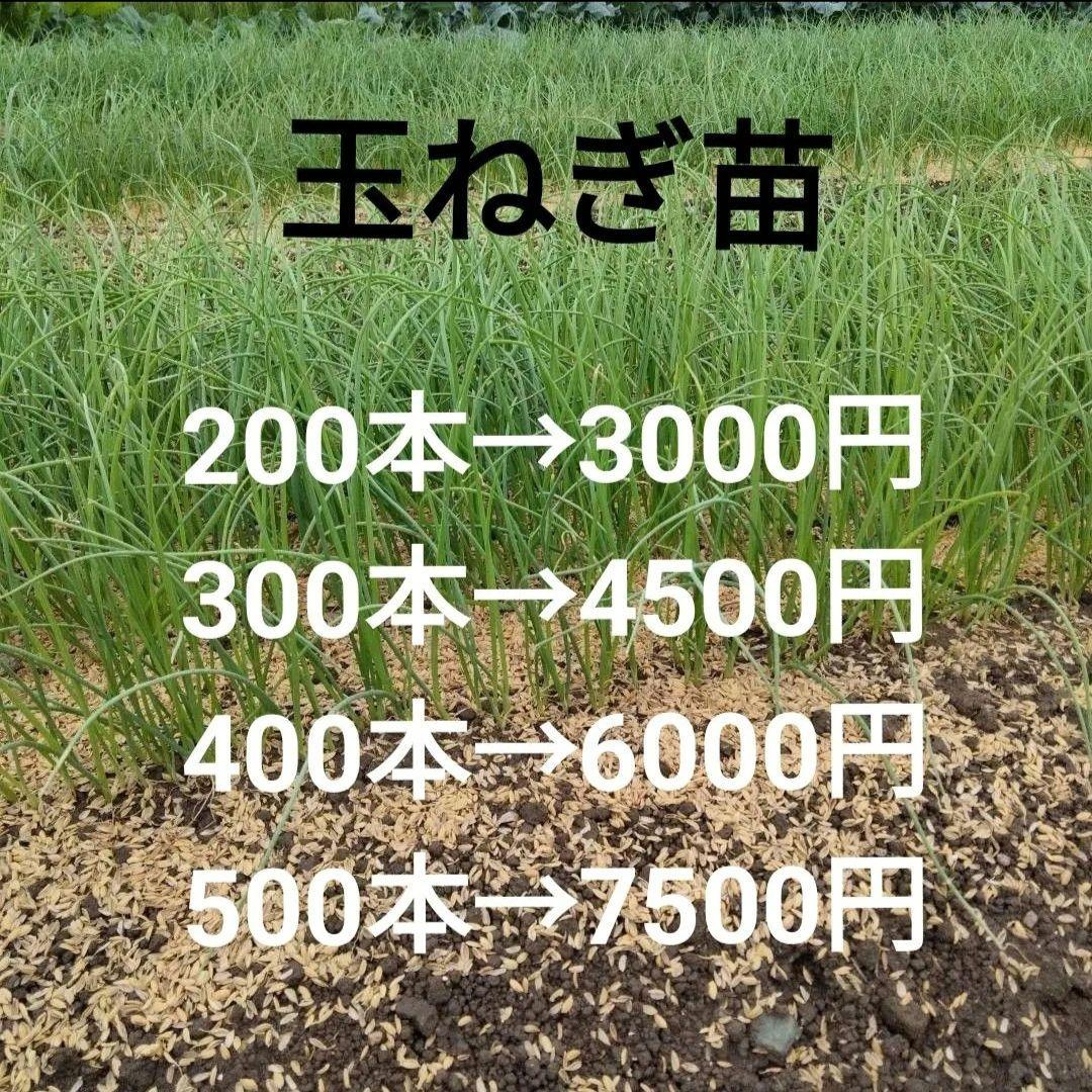 OP、貴錦、もみじ　玉ねぎ苗　苗　13